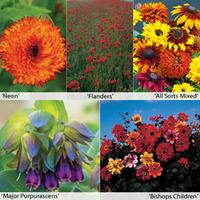 Annual Flower Border Seed Collection (Medium) - 5 varieties - 1 packet of each (2330 seeds in total)