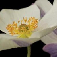 anemone wild swan 1 x 7cm anemone potted plant