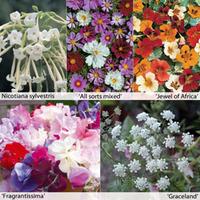 Annual Flower Border Seed Collection - 15 varieties - 1 packet of each (4930 seeds in total)