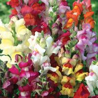 Antirrhinum majus \'Circus Clowns\' - 1 packet (200 antirrhinum seeds)