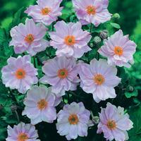 Anemone hybrida \'Queen Charlotte\' (Large Plant) - 1 x 2 litre potted anemone plant