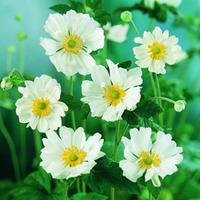 Anemone x hybrida \'Whirlwind\' (Large Plant) - 1 x 2 litre potted anemone plant