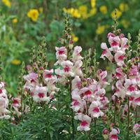 antirrhinum majus lucky lips 1 packet 200 antirrhinum seeds