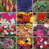 Annual \'Best Value Bumper\' Collection - 72 plug plants - 6 of each variety