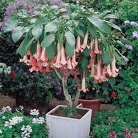 angels trumpets fragrant pink 1 x 9cm potted plant