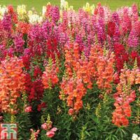 Antirrhinum \'Floral Showers Mixed\' (Garden Ready) - 30 anitirrhinum garden ready plants