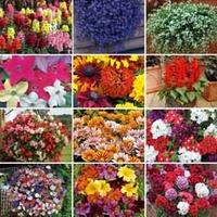 annual best value bumper collection 144 plug plants 12 of each variety