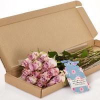 Antique Rose