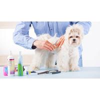 Animal Grooming Online Course