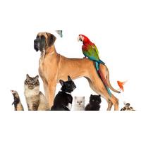 Animal Care Course
