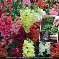 Antirrhinum majus \'Madame Butterfly Mix\' (Garden Ready) - 30 garden ready antirrhinum plug plants