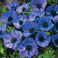 Anemone coronaria \'Mr Fokker\' - 50 anemone corms