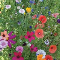 annual early flowering mixed seeds 1 packet 1 gram