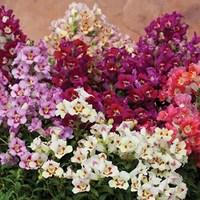 antirrhinum antiquity mixed 70 medium plugs