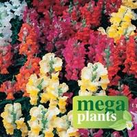 antirrhinum rainbow 12 mega plants