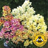 Antirrhinum Reminiscent F1 Mix 12 Mega Plants