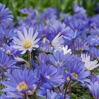 anemone blanda 50 bulbs