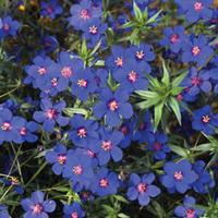 Anagallis monellii \'Skylover\' - 10 anagallis plug plants