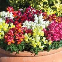 Antirrhinum Bright Days 170 Small plug Plants