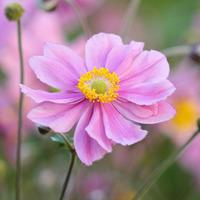 anemone tomentosa serenade large plant 2 anemone plants in 1 litre pot ...