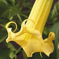 Angels Trumpets \'Fragrant Doubles Yellow\' - 1 angels trumpets plant in 9cm pot