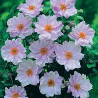 Anemone hybrida \'Queen Charlotte\' (Large Plant) - 1 anemone plant in 2 litre pot