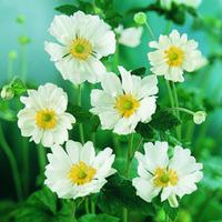 Anemone x hybrida \'Whirlwind\' (Large Plant) - 1 anemone plant in 2 litre pot