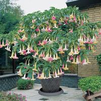 Angels Trumpet Tricolour - 1 brugmansia trio in 12cm pot