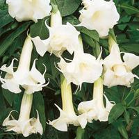 Angels Trumpets \'White\' - 1 angels trumpets plant in 9cm pot