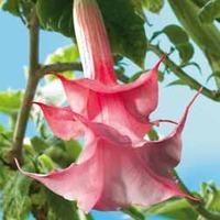 Angels Trumpets \'Fragrant Doubles Pink\' - 1 angels trumpets plant in 9cm pot