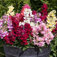 Antirrhinum \'Autumn Dragons Mixed\' (Garden Ready) - 30 antirrhinum garden ready plug plants