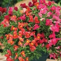 Antirrhinum Trailing Sweet Sensation 6 x 9cm Pots