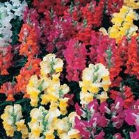 Antirrhinum Rainbow 170 Plug Plants