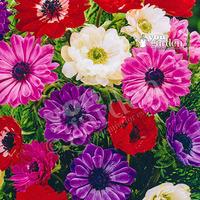 Anemone St. Brigid Mixed Size:3/4 pack of 100 bulbs