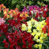 Anthirrhinum Liberty Mix 40 plug plants