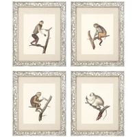 Antique Mirror Glass Frame Prints Guadeloupe I (Set of 4)