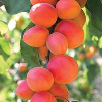 Apricot \'Flavourcot\' - 2 bare root apricot trees