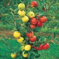Apple Duo - 2 root-wrapped apple trees