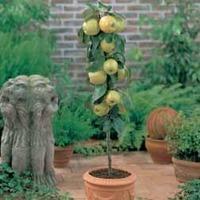 Apple \'Golden Delicious\' (Mini Fruit Tree) - 1 apple plant in 9cm pot