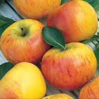 Apple \'Cox\'s Orange Pippin\' - 1 apple plant