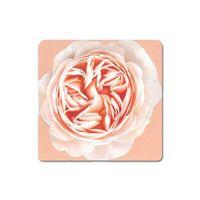 Apricot Rose Greeting Card