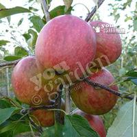 Apple Falstaff on M26 potted