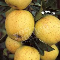 apple golden delicious on m26 potted tree