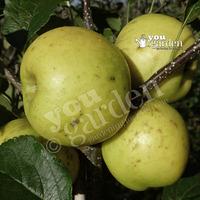 Apple Greensleeves on M26 potted tree