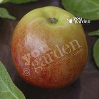 Apple Queen Cox tree