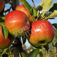 Apple Lord Lambourne on M26 root stock 7.5L