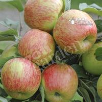 Apple Braeburnbare root tree