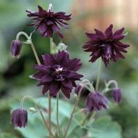 aquilegia vulgaris miss mi huish 1 packet 50 aquilegia seeds