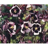 aquilegia magpie 1 packet 75 aquilegia seeds