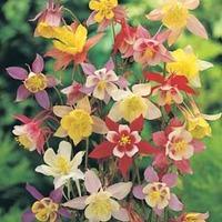 Aquilegia x hybrida \'McKana Giants Mixed\' - 1 packet (200 aquilegia seeds)